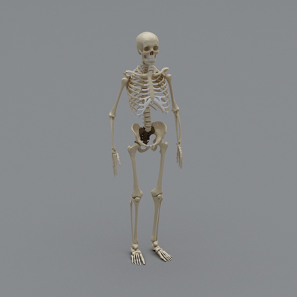 Black Human Skeleton 3D Model for Educational Displays