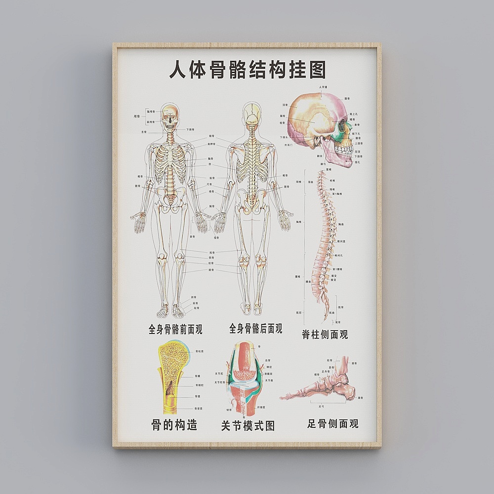 Human Skeletal Structure Chart 3D Model
