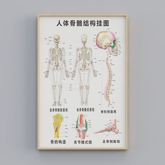 Human Skeletal Structure Chart 3D Model for Creative Use