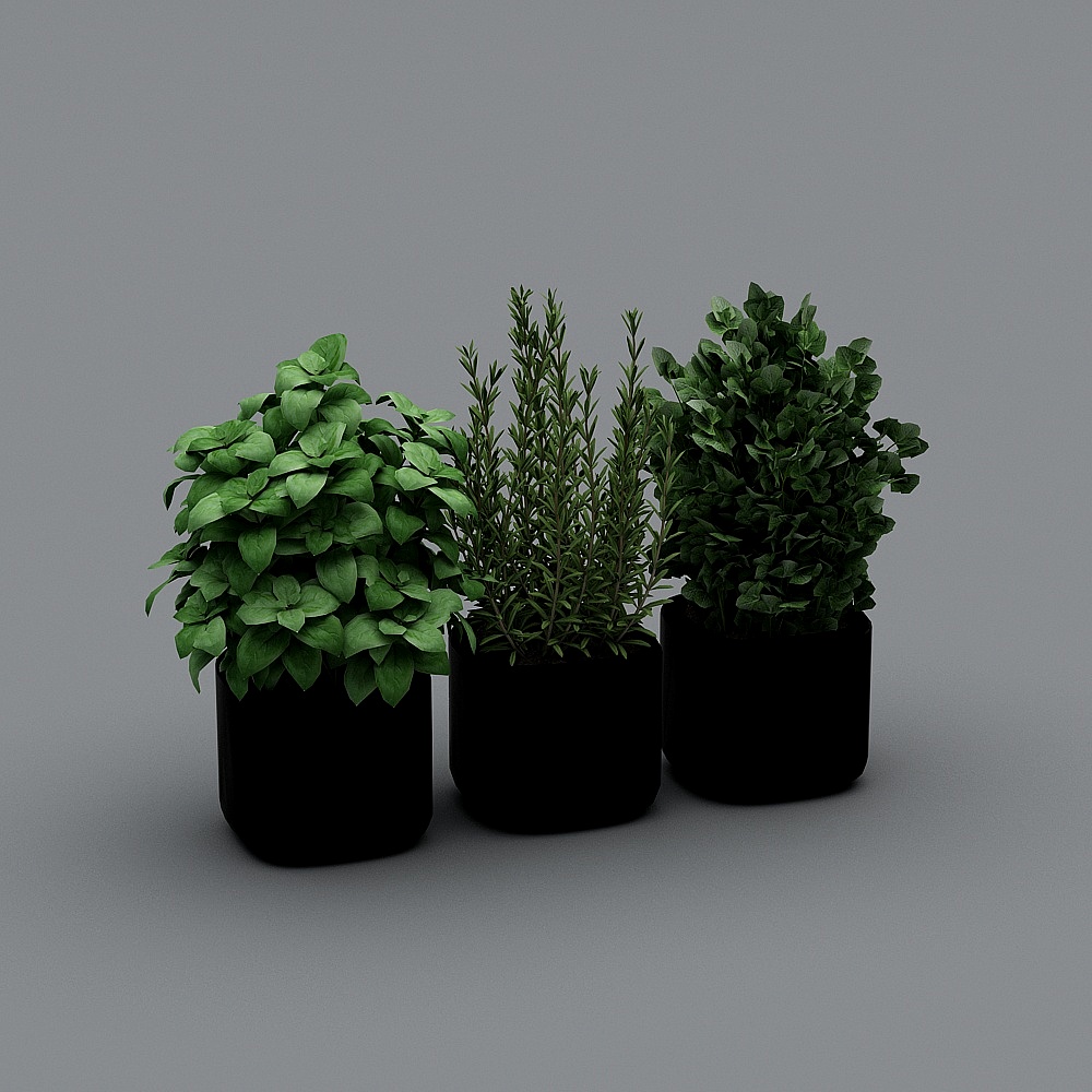 Three green potted plants in black pots on grey background