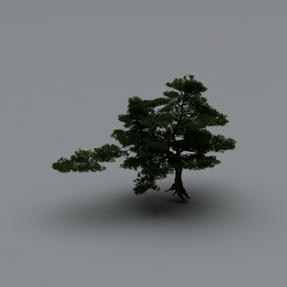 庭の風景スケッチ-松の木