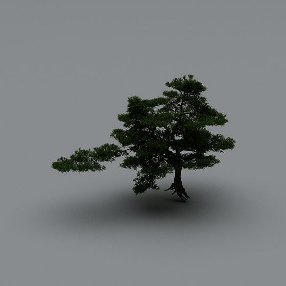 庭の風景スケッチ-松の木