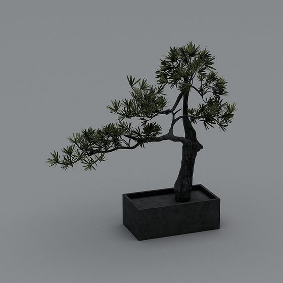 Bonsai Tree 3D model