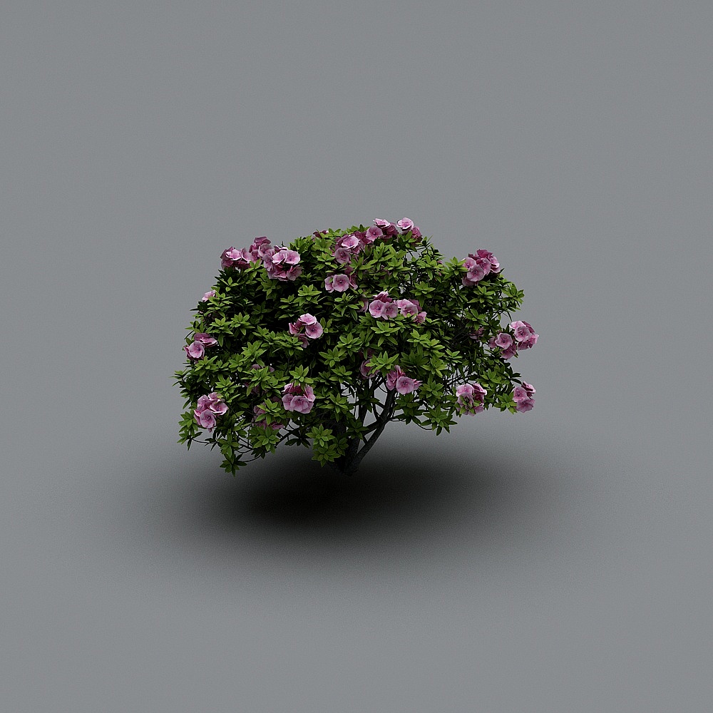 Cây hiện đại-Cây Trà A