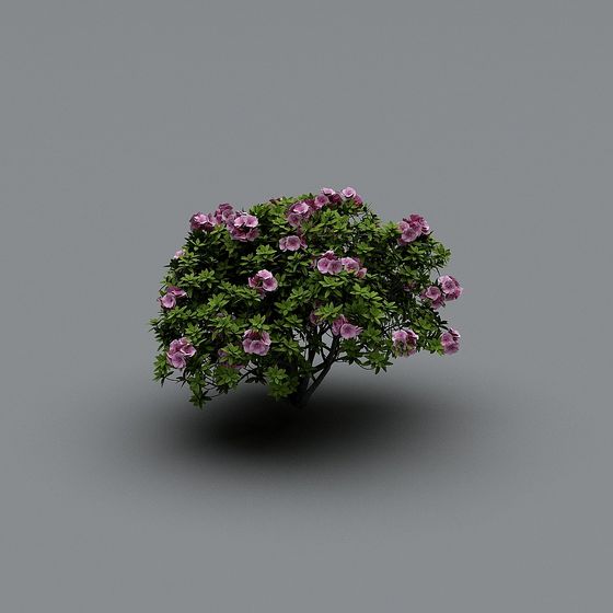 Cây hiện đại-Cây Trà A