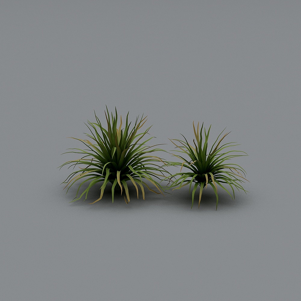 Vibrant Air Plant 3D Model for Creative Designs