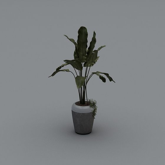 зеленые растения