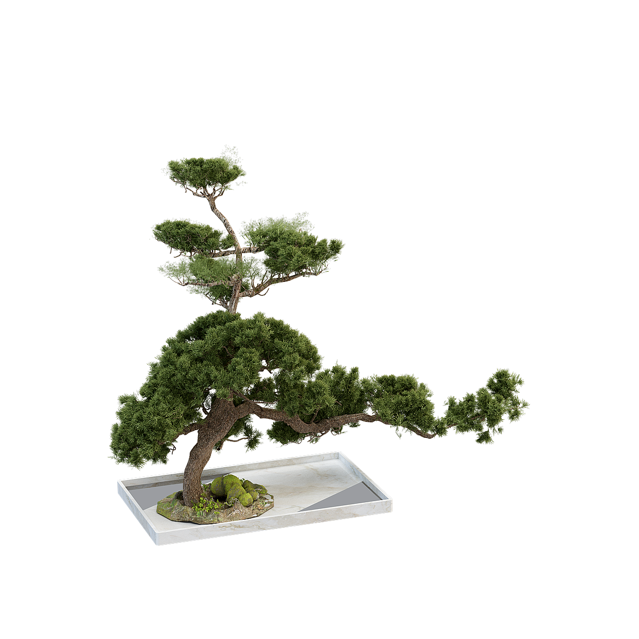 Zen Bonsai 3D Model – Realistic Textured Tree