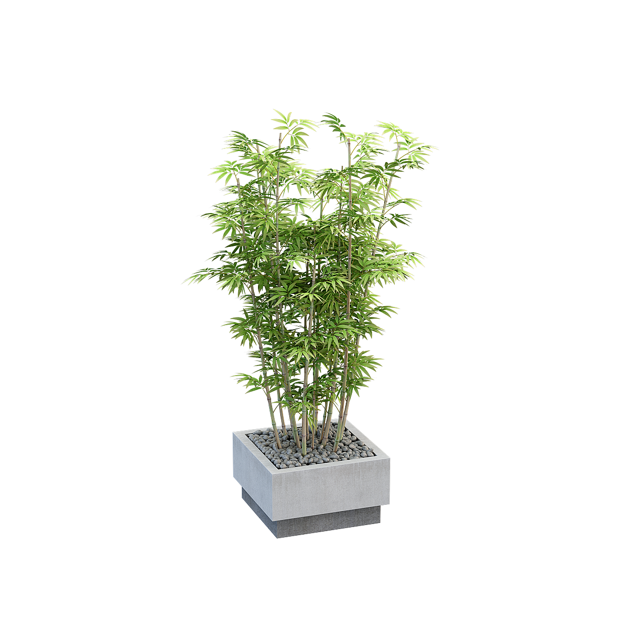 Modern Potted Bonsai 3D Model – Black Ceramic Pot