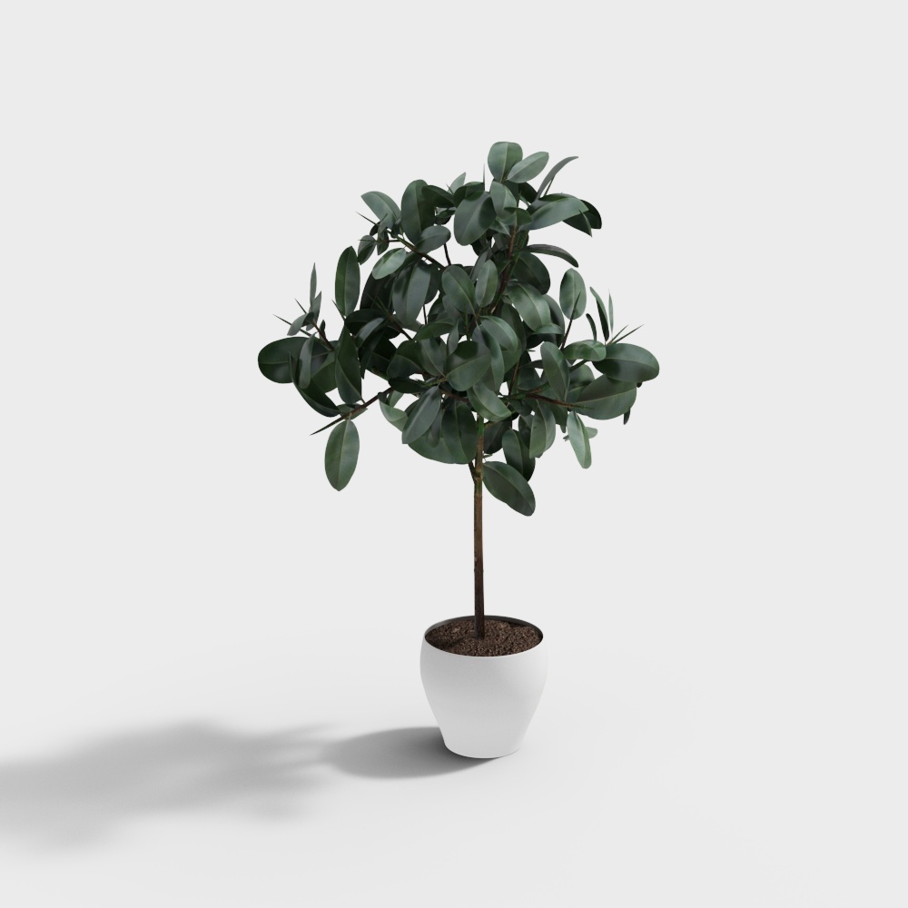 Realistic Rubber Tree 3D Model – Detailed Green Foliage