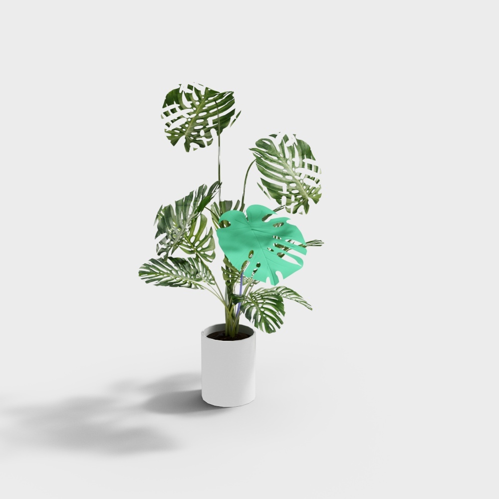 180 Feuilles de tortue