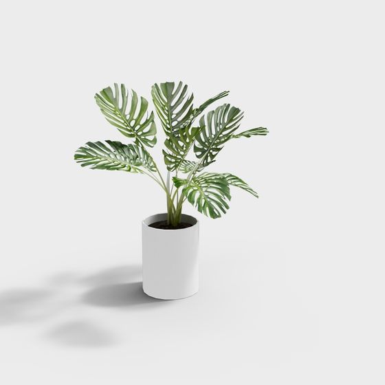 Monstera Plant 3D Model