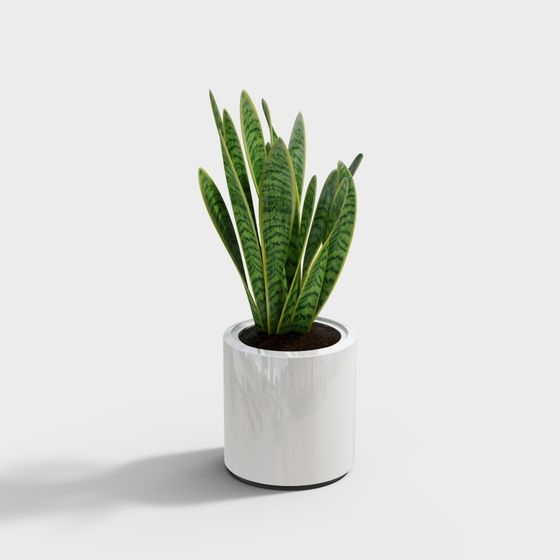 Stylish Indoor Green Plant 3D model