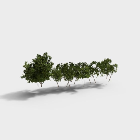 Luxury Shrubs,Shrubs,Black