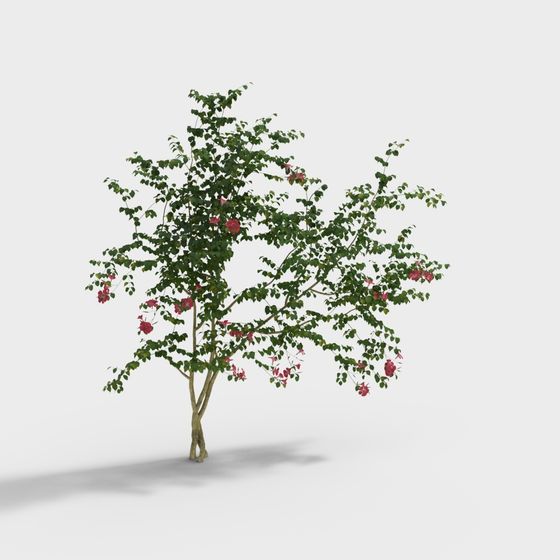 Vibrant Bauhinia Tree 3D model