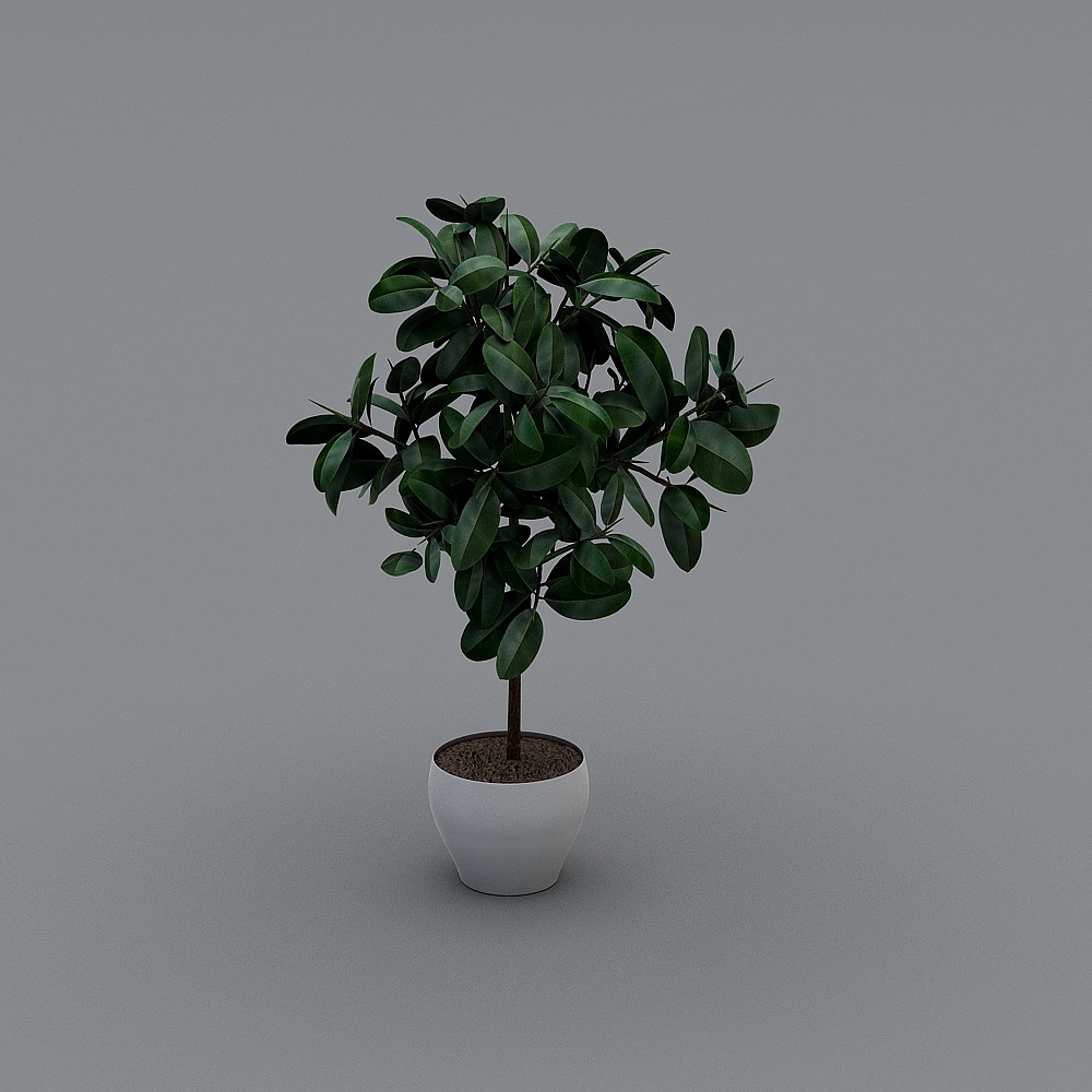 Green Plant 1 BD
