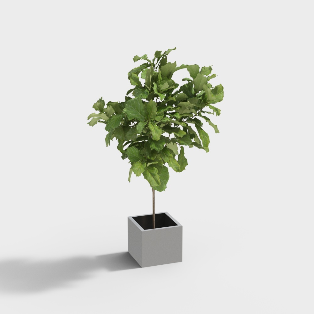 Cool House of Botany -Plant Combination 239042-7