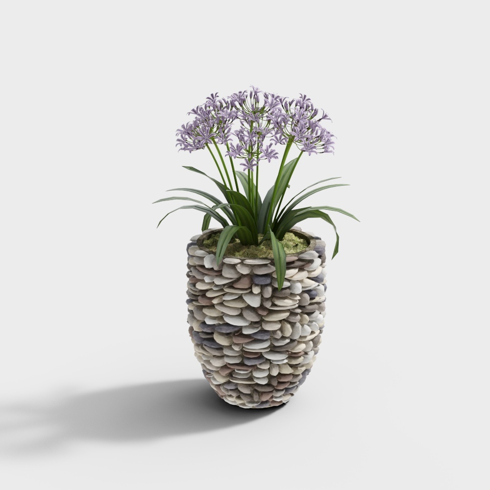 Cool Kler - Combinazione di Piante Floreali in Vaso 193629-3