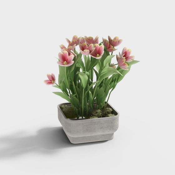 Cool Carre - Combinazione di Piante 239042-6