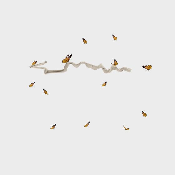 Cool Carrey - Portfolio Piante Bonsai 243956-1