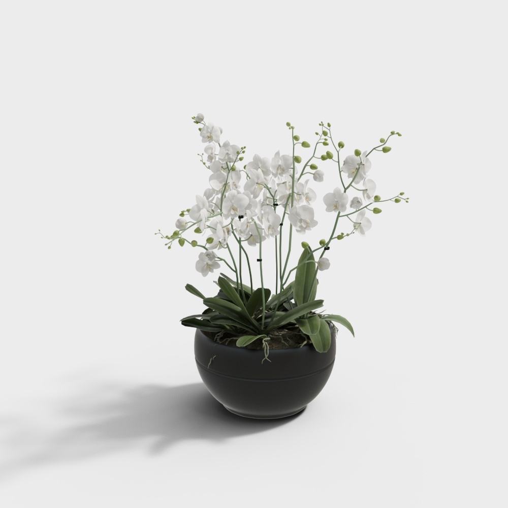 New Chinese style Phalaenopsis Trunk Branch Greening combination