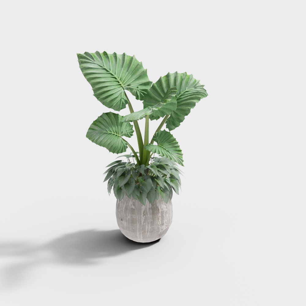 Cool House - Combinazione Moderna di Piante in Vaso 313851-4