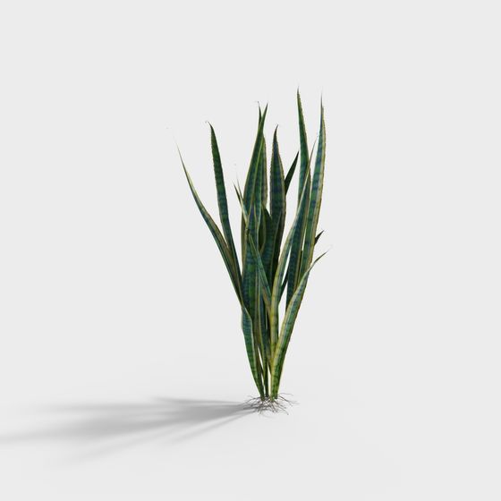 Realistic Snake Plant 3D Model