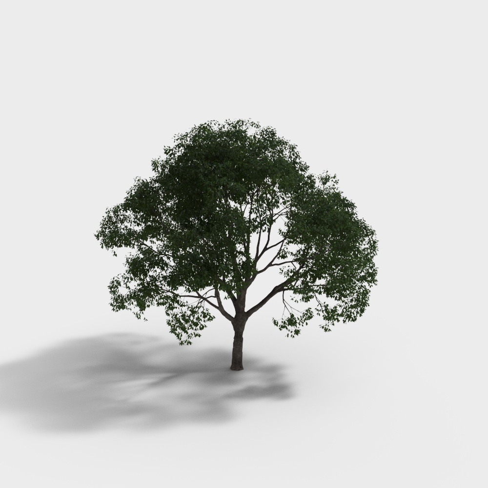 현대 조경 나무 - 큰 나무 - 4