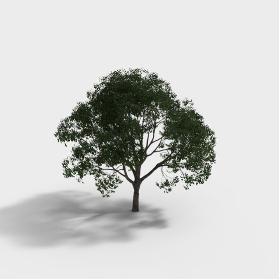 현대 조경 나무 - 큰 나무 - 4