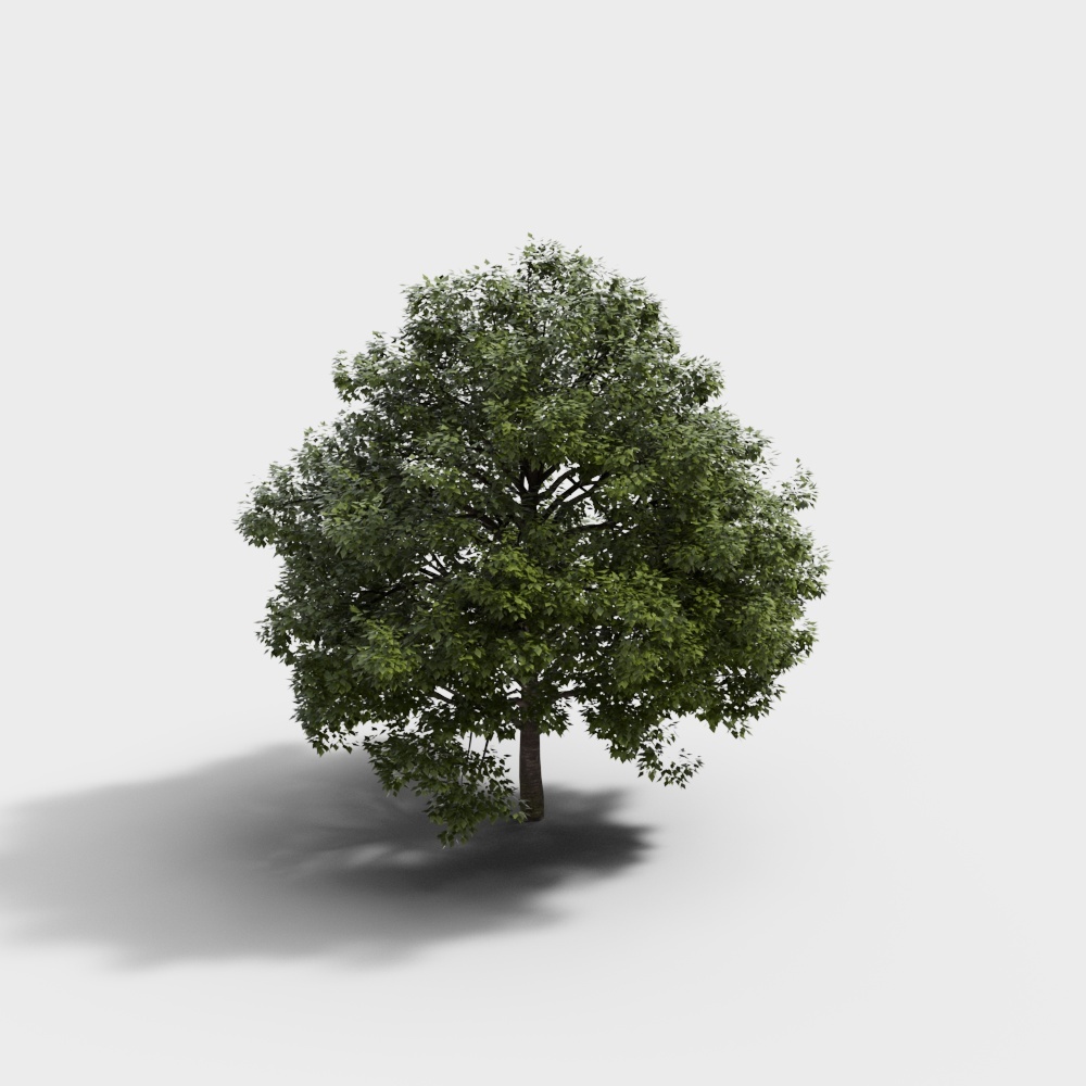 Lifelike Oak Tree 3D Model – Realistic Low-Poly Nature