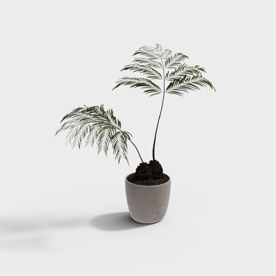 Realistic Low Poly Palm Tree 3D model for Design
