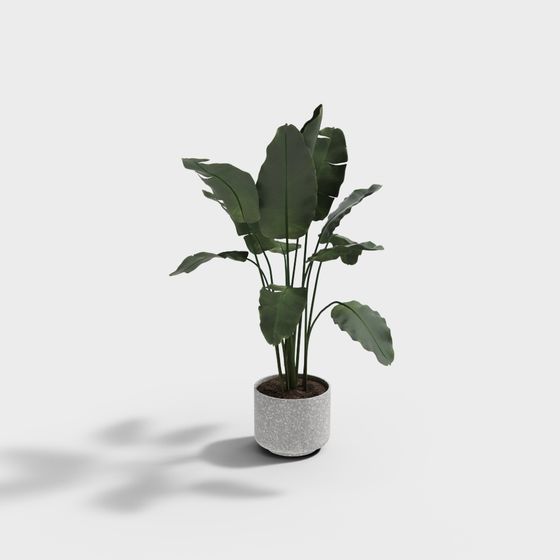 Vibrant Tropical Plant 3D model