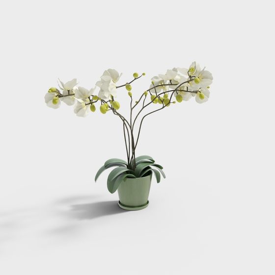 Orchid Potted Plant 3D model