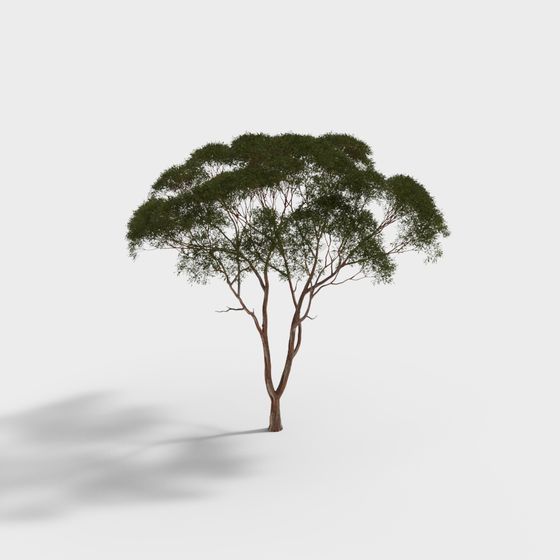 Large green leafy tree with brown trunk and spreading branches on white background