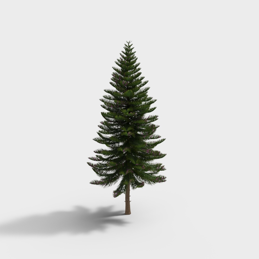 Araucaria heterophylla 1