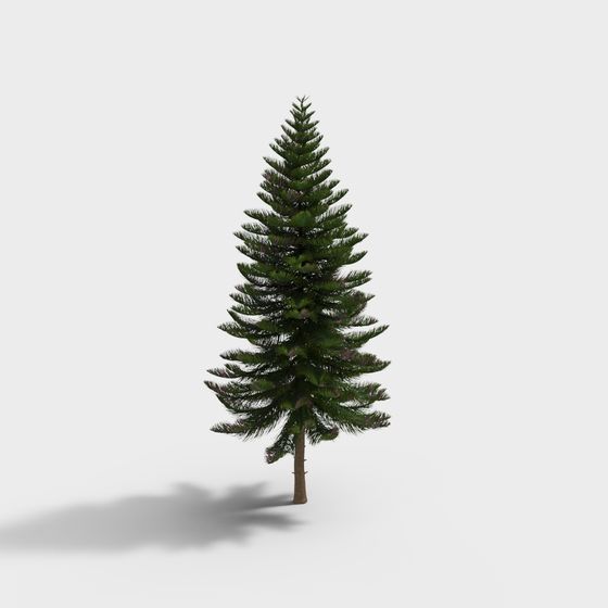 Araucaria heterophylla 1