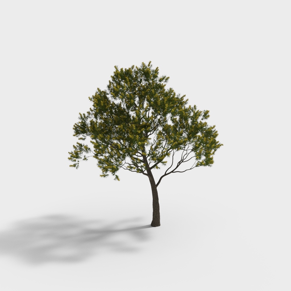 ดอกไม้หนาอะคาเซีย 4