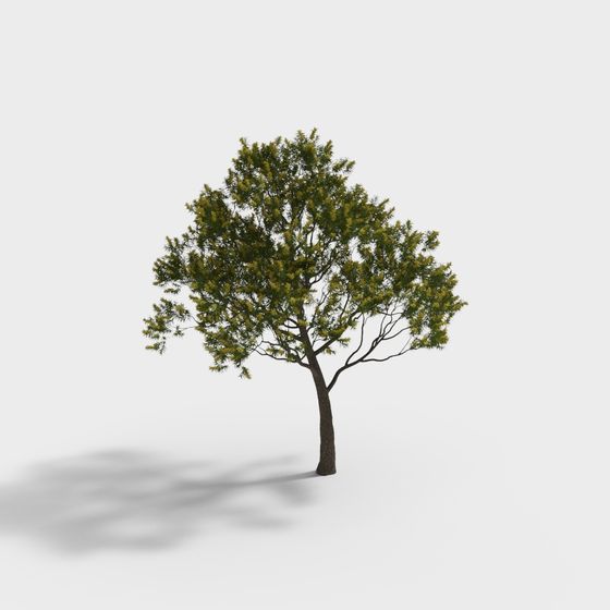 ดอกไม้หนาอะคาเซีย 4