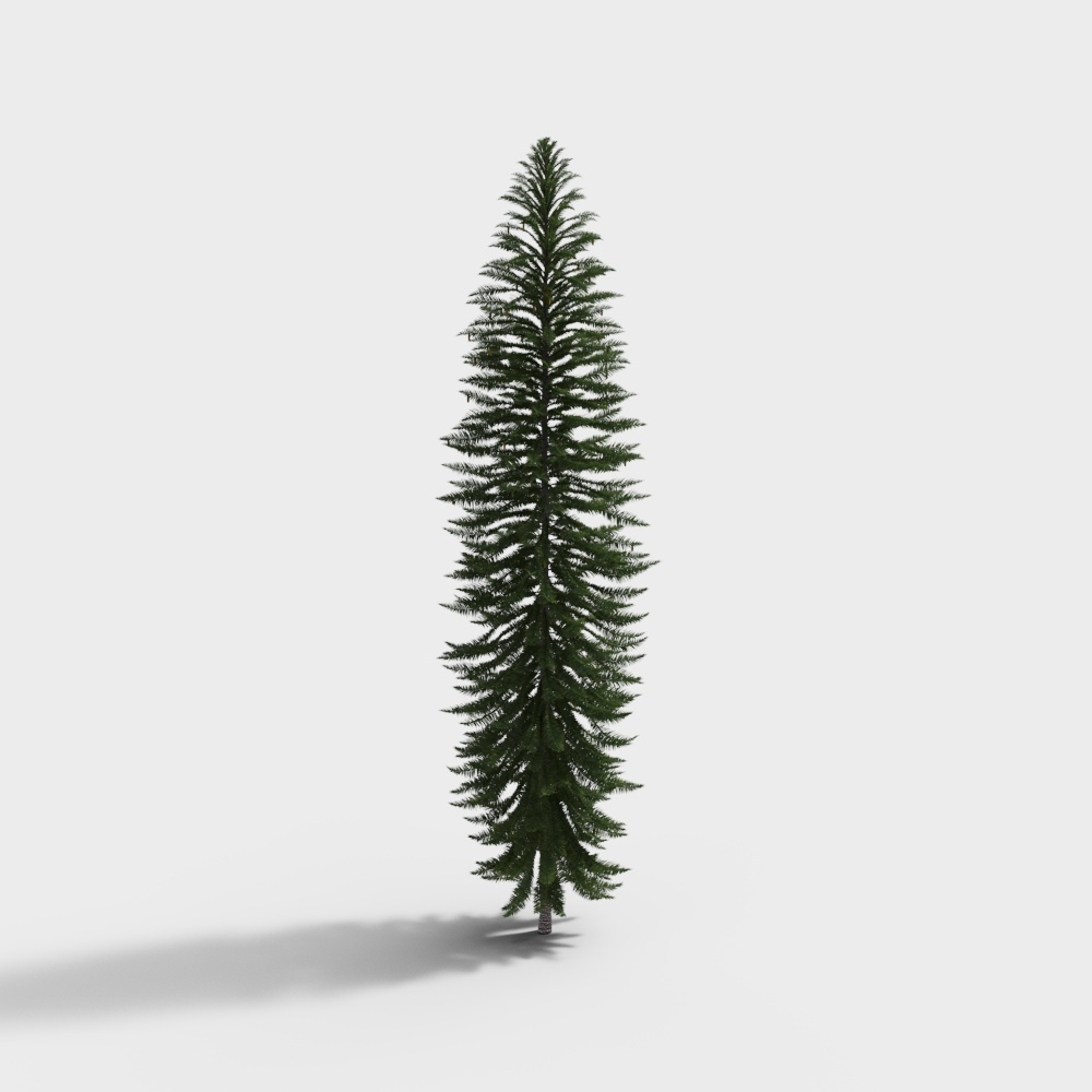 Tall green pine tree with dense branches and natural shape on white background