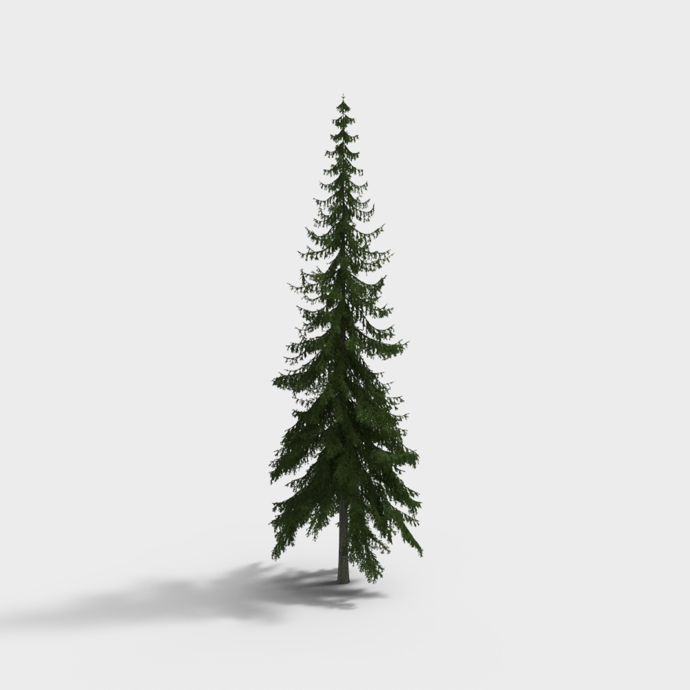 Épicéa européen 1