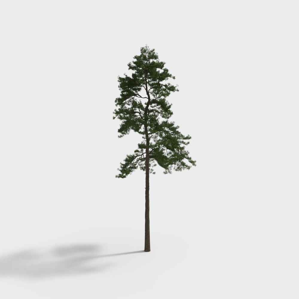 스코틀랜드 소나무 7