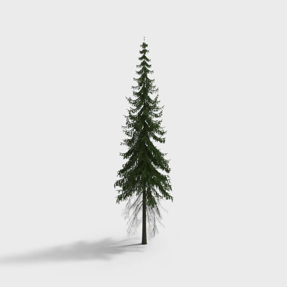 Épicéa européen 2