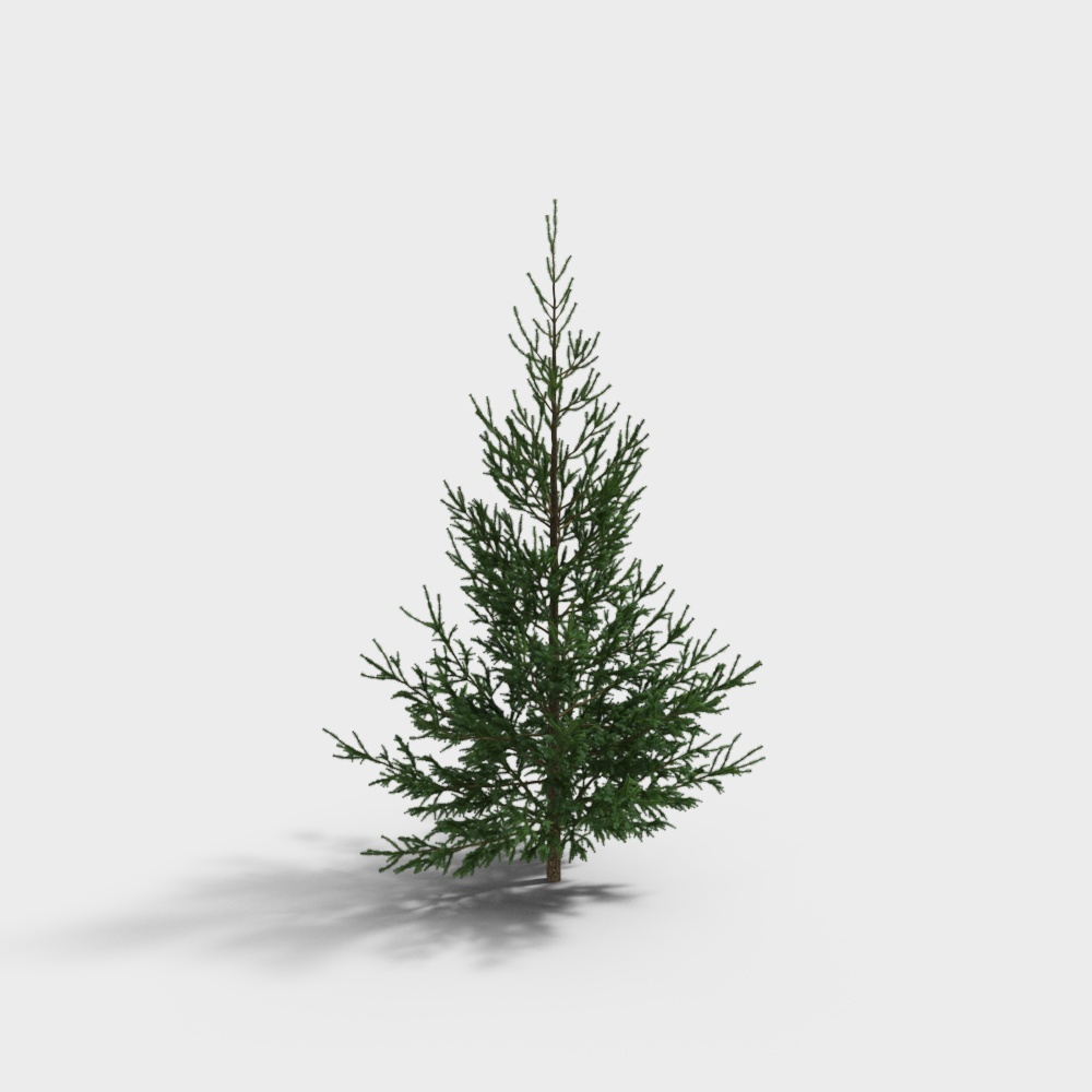white spruce 2