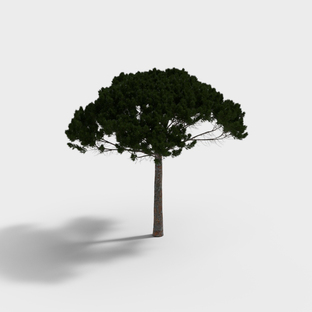 イタリアンパイン4