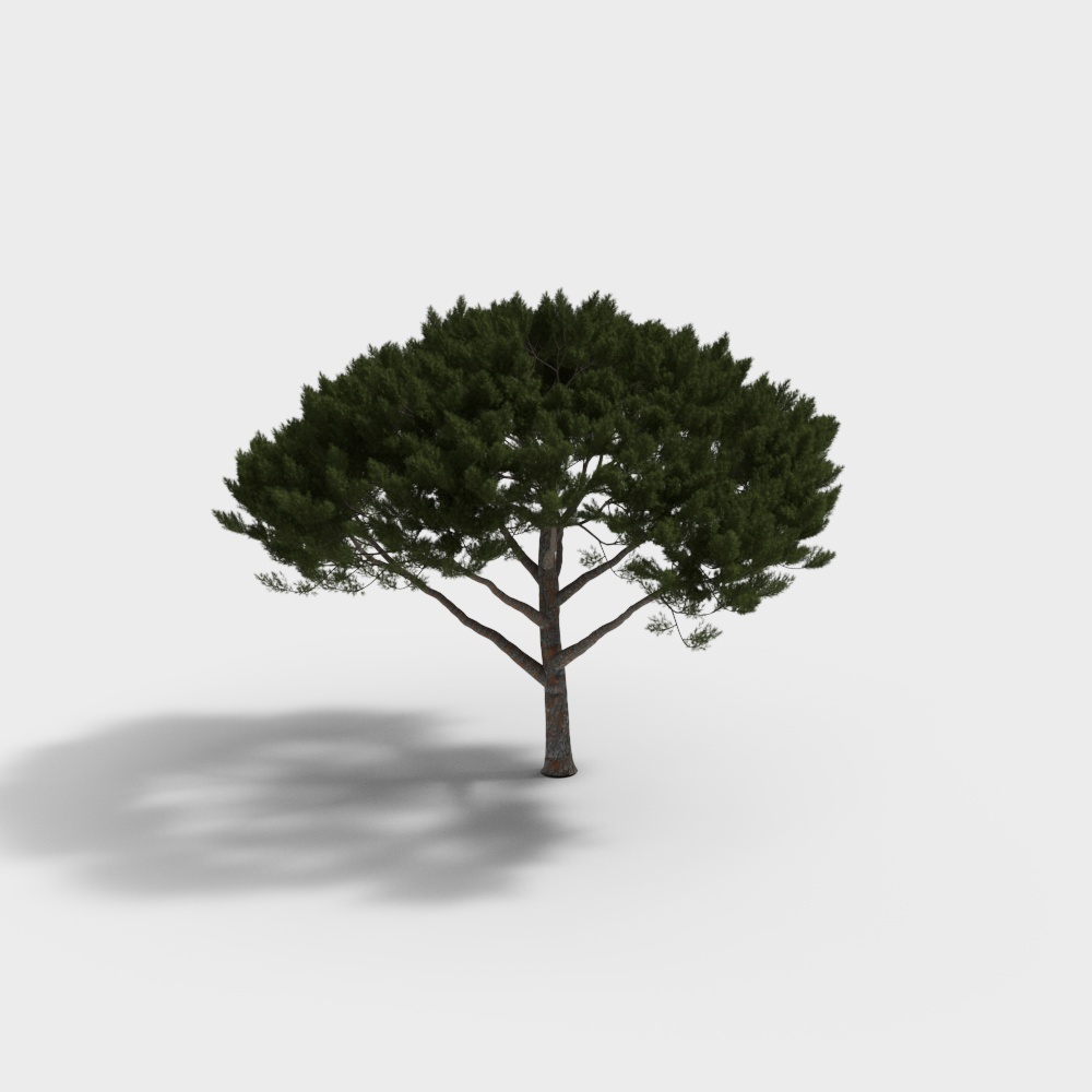 italian pine 3