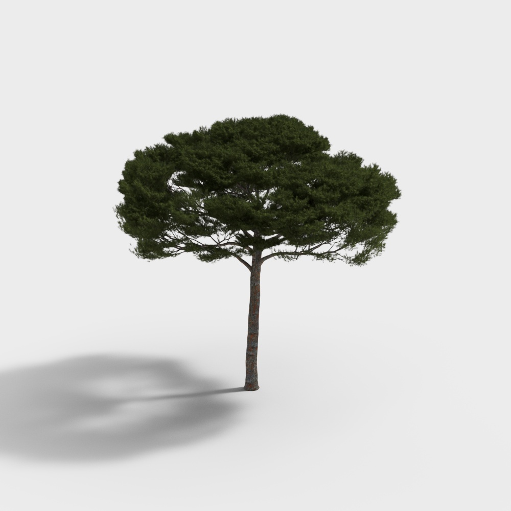 Large green pine tree with thick trunk and dense foliage on white background