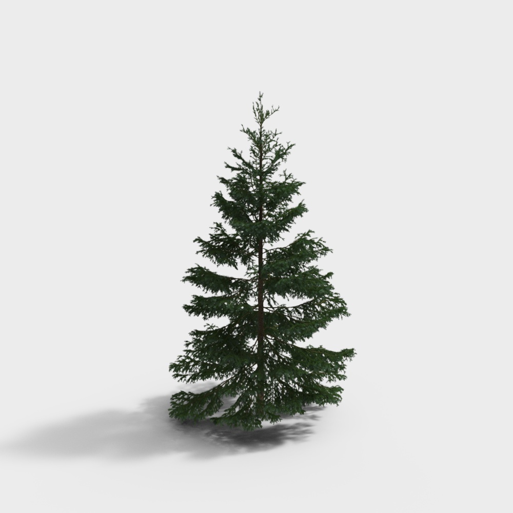 Serbian Spruce 2