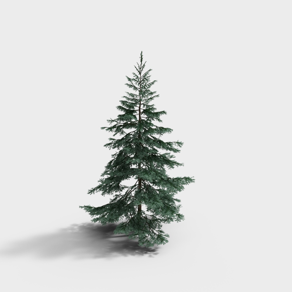 Blue leaf spruce 2