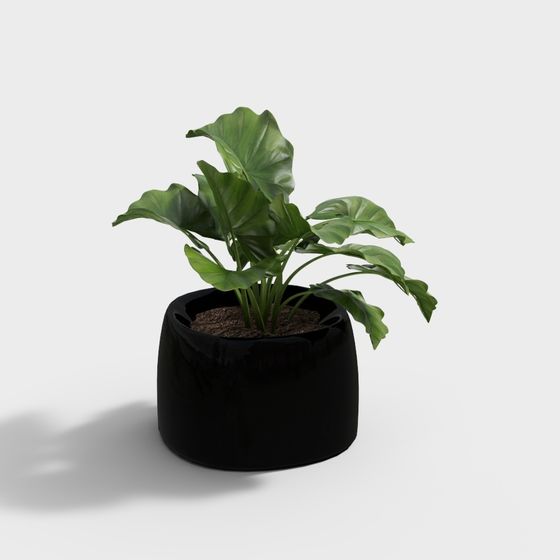 Indoor Green Plant Pot 3D model