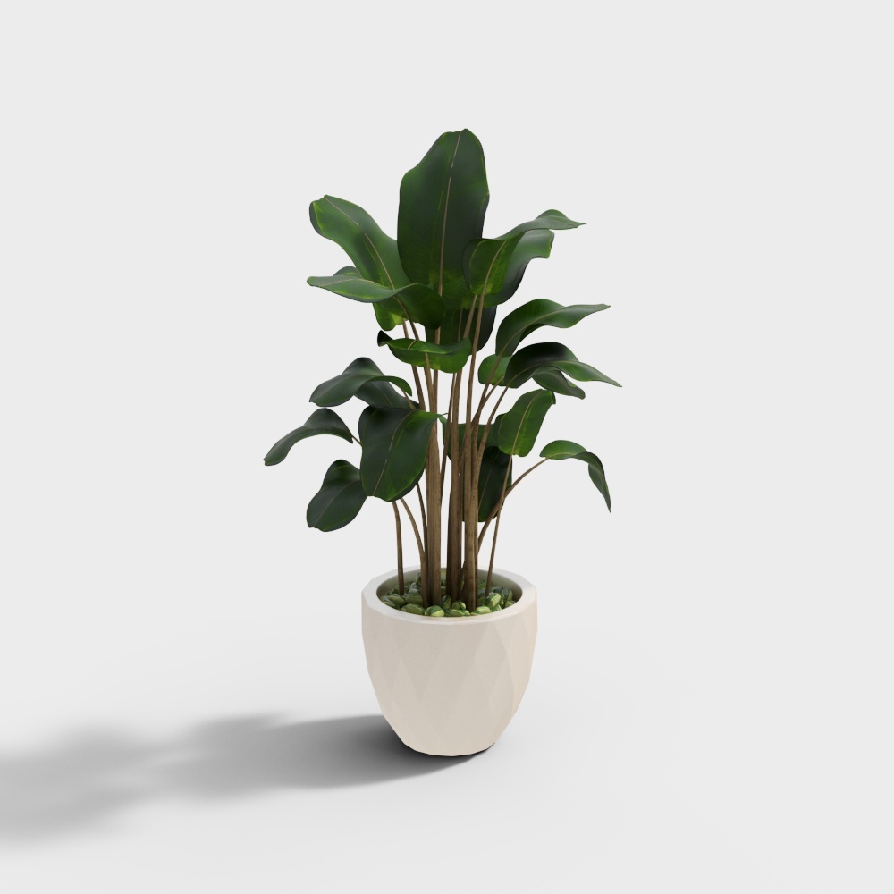 indoor plant